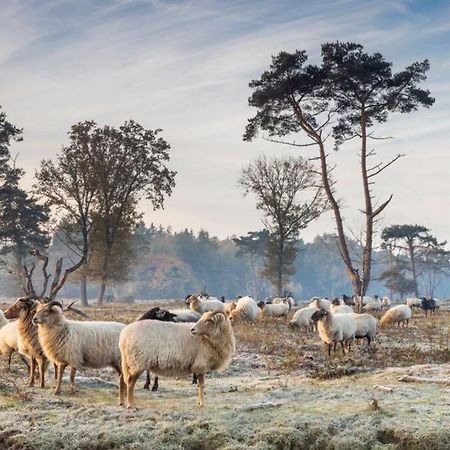 Gezellige Chalet In Bosrijke Omgeving Villa Anloo Exteriör bild